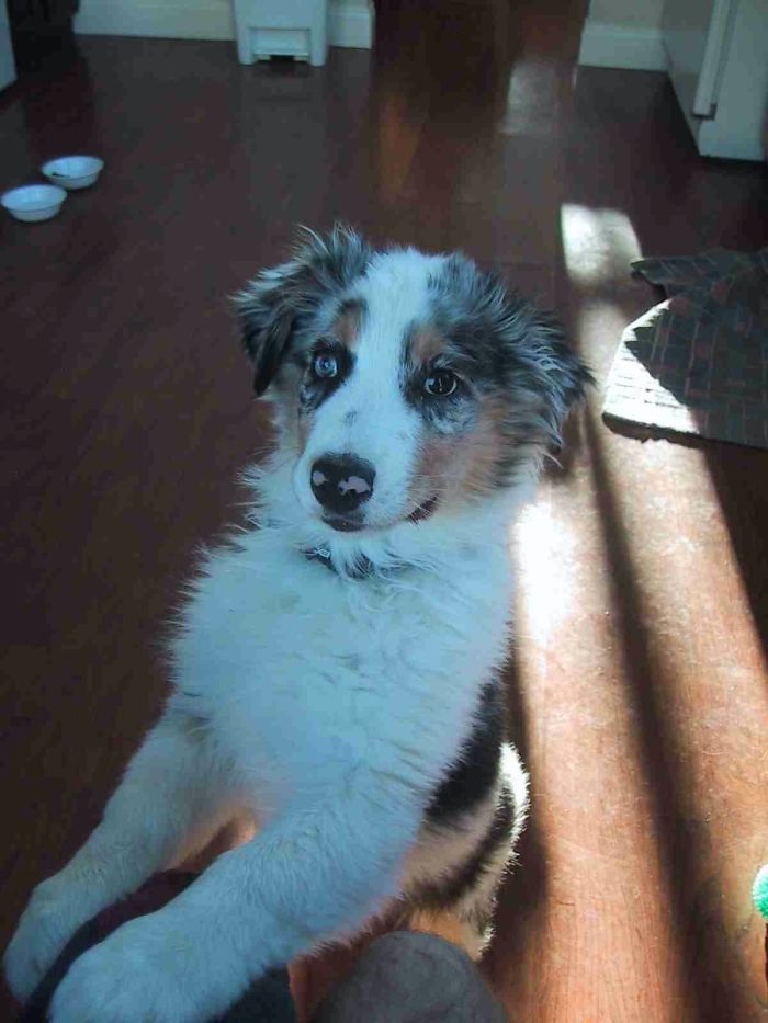 Hey Pandas, Share The Cutest Pic Of Your Doggo When It Was Still A Pupper (Closed) Hey Pandas, Share The Cutest Pic Of Your Doggo When It Was Still A Pupper (Closed)