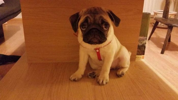 Hey Pandas, Share The Cutest Pic Of Your Doggo When It Was Still A Pupper (Closed) Hey Pandas, Share The Cutest Pic Of Your Doggo When It Was Still A Pupper (Closed)