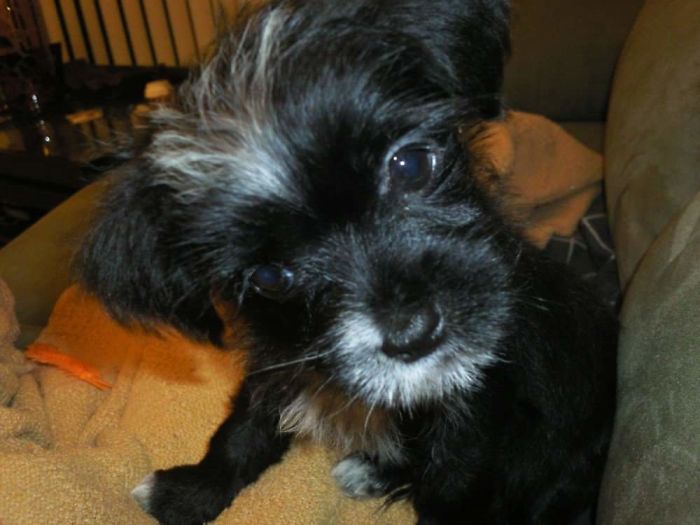 Hey Pandas, Share The Cutest Pic Of Your Doggo When It Was Still A Pupper (Closed) Hey Pandas, Share The Cutest Pic Of Your Doggo When It Was Still A Pupper (Closed)