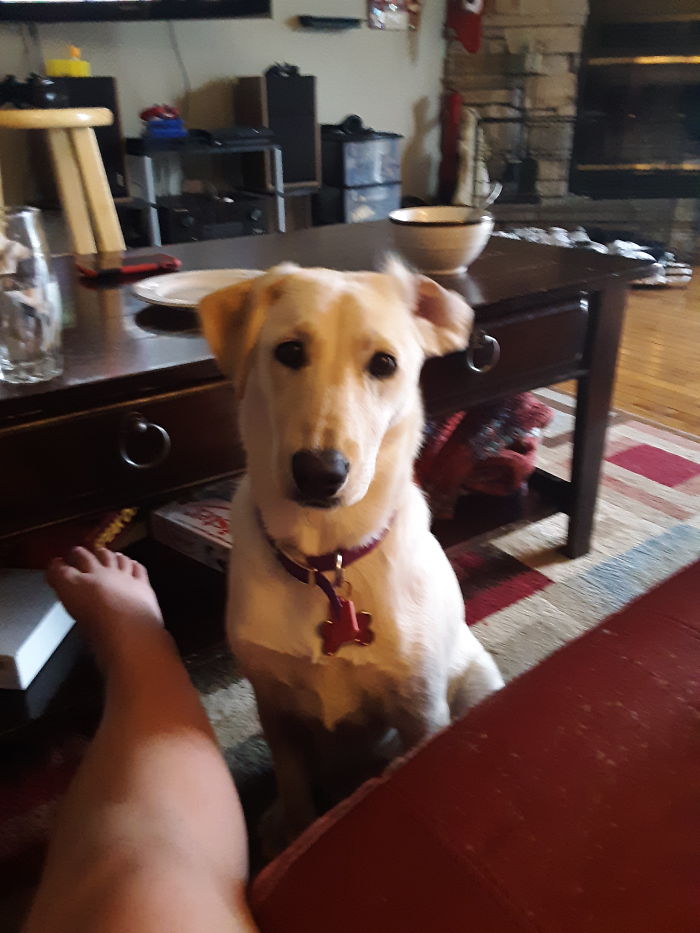 Hey Pandas, Share The Cutest Pic Of Your Doggo When It Was Still A Pupper (Closed) Hey Pandas, Share The Cutest Pic Of Your Doggo When It Was Still A Pupper (Closed)