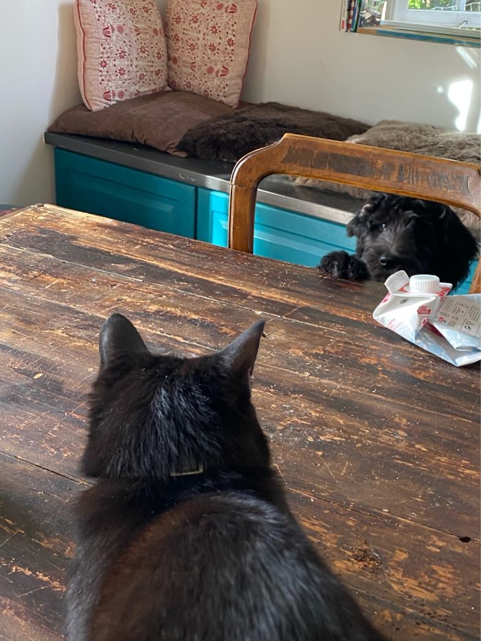 Hey Pandas, Share The Cutest Pic Of Your Doggo When It Was Still A Pupper (Closed) Hey Pandas, Share The Cutest Pic Of Your Doggo When It Was Still A Pupper (Closed)