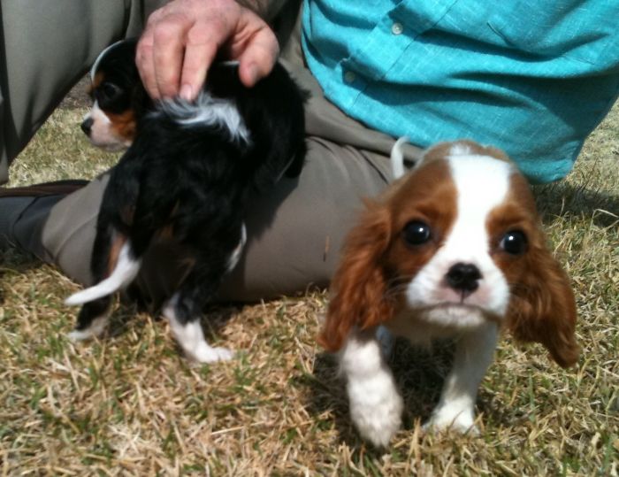 Hey Pandas, Share The Cutest Pic Of Your Doggo When It Was Still A Pupper (Closed) Hey Pandas, Share The Cutest Pic Of Your Doggo When It Was Still A Pupper (Closed)