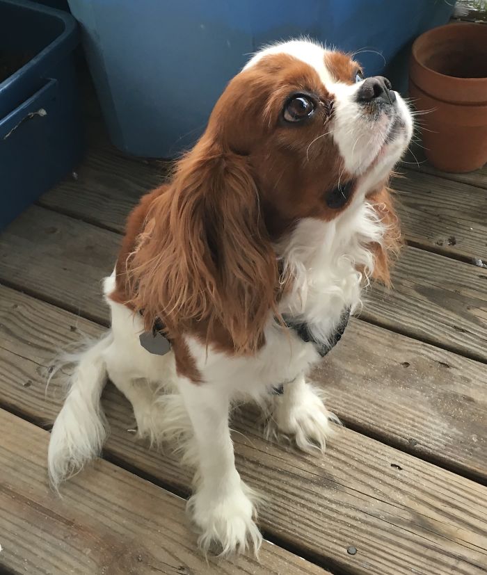 Hey Pandas, Share The Cutest Pic Of Your Doggo When It Was Still A Pupper (Closed) Hey Pandas, Share The Cutest Pic Of Your Doggo When It Was Still A Pupper (Closed)