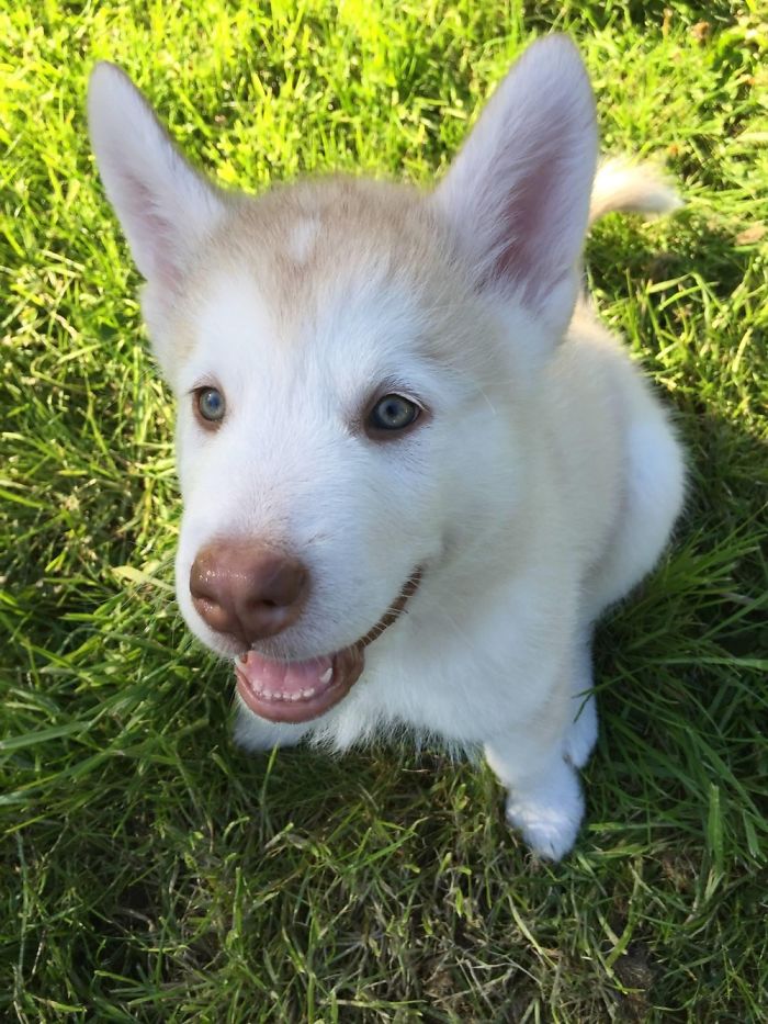 Hey Pandas, Share The Cutest Pic Of Your Doggo When It Was Still A Pupper (Closed) Hey Pandas, Share The Cutest Pic Of Your Doggo When It Was Still A Pupper (Closed)