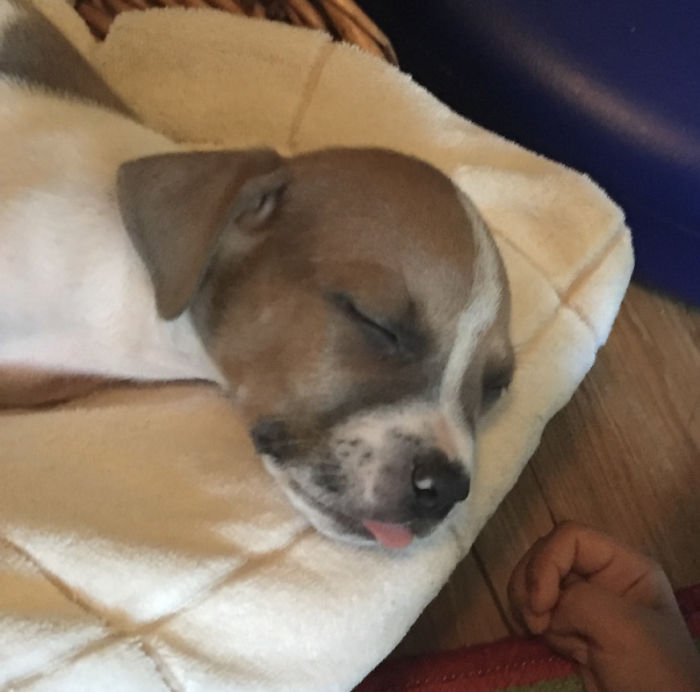 Hey Pandas, Share The Cutest Pic Of Your Doggo When It Was Still A Pupper (Closed) Hey Pandas, Share The Cutest Pic Of Your Doggo When It Was Still A Pupper (Closed)