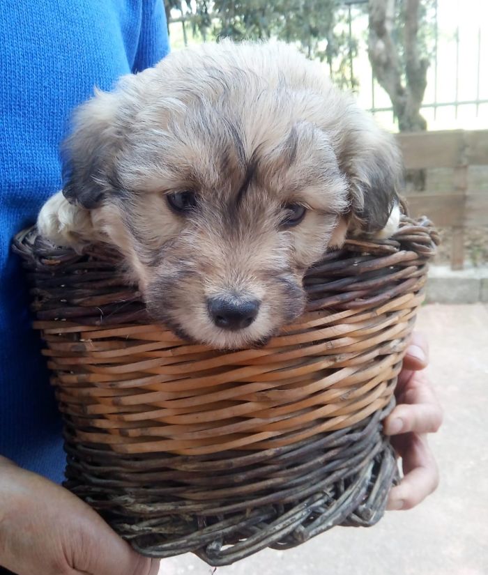 Hey Pandas, Share The Cutest Pic Of Your Doggo When It Was Still A Pupper (Closed) Hey Pandas, Share The Cutest Pic Of Your Doggo When It Was Still A Pupper (Closed)