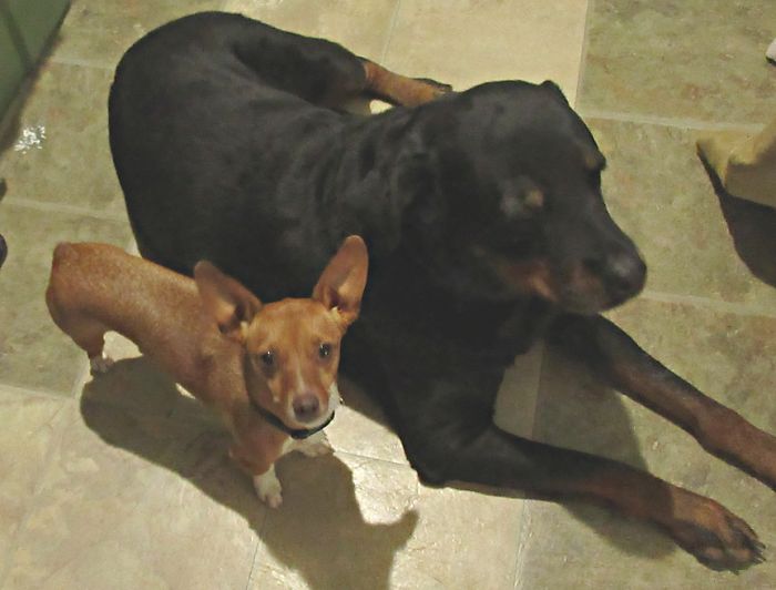 Hey Pandas, Share The Cutest Pic Of Your Doggo When It Was Still A Pupper (Closed) Hey Pandas, Share The Cutest Pic Of Your Doggo When It Was Still A Pupper (Closed)