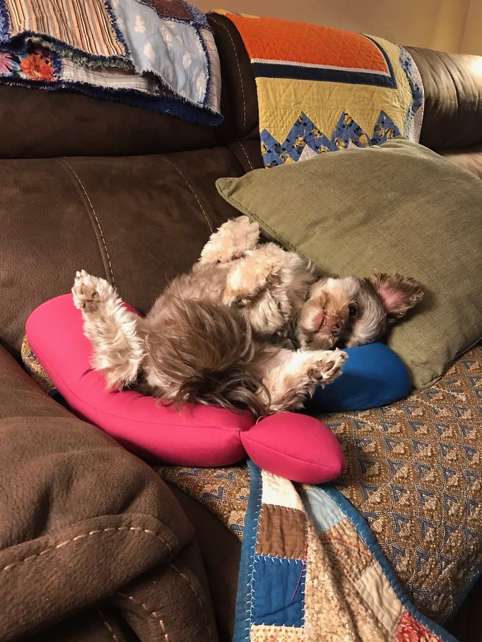 Hey Pandas, Share The Cutest Pic Of Your Doggo When It Was Still A Pupper (Closed) Hey Pandas, Share The Cutest Pic Of Your Doggo When It Was Still A Pupper (Closed)