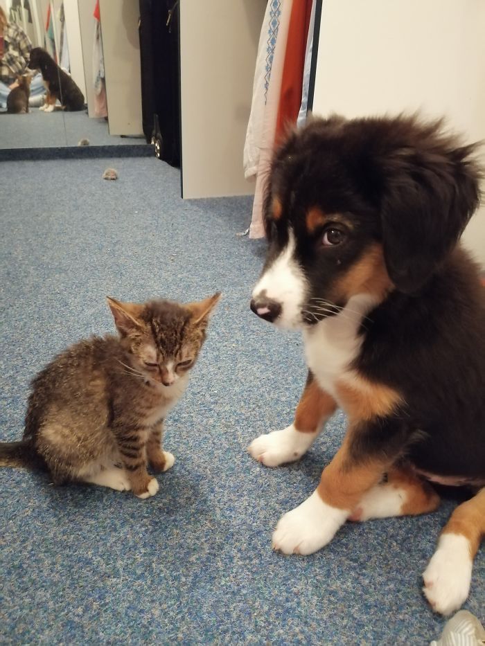 Hey Pandas, Share The Cutest Pic Of Your Doggo When It Was Still A Pupper (Closed) Hey Pandas, Share The Cutest Pic Of Your Doggo When It Was Still A Pupper (Closed)