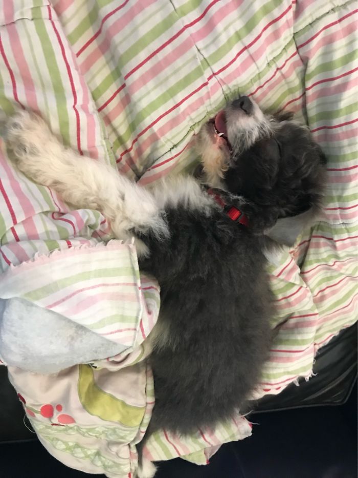 Hey Pandas, Share The Cutest Pic Of Your Doggo When It Was Still A Pupper (Closed) Hey Pandas, Share The Cutest Pic Of Your Doggo When It Was Still A Pupper (Closed)