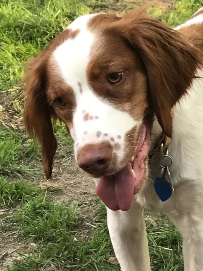 Hey Pandas, Share The Cutest Pic Of Your Doggo When It Was Still A Pupper (Closed) Hey Pandas, Share The Cutest Pic Of Your Doggo When It Was Still A Pupper (Closed)