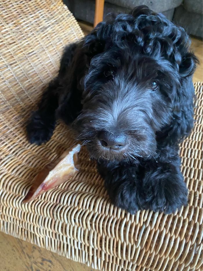 Hey Pandas, Share The Cutest Pic Of Your Doggo When It Was Still A Pupper (Closed) Hey Pandas, Share The Cutest Pic Of Your Doggo When It Was Still A Pupper (Closed)