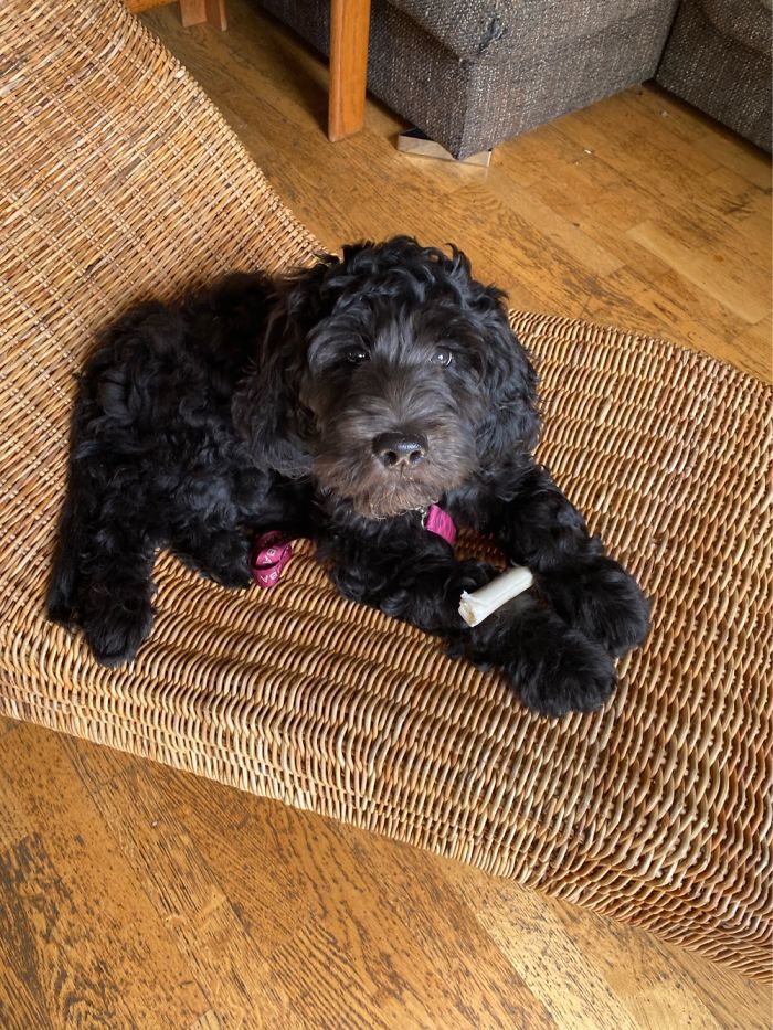 Hey Pandas, Share The Cutest Pic Of Your Doggo When It Was Still A Pupper (Closed) Hey Pandas, Share The Cutest Pic Of Your Doggo When It Was Still A Pupper (Closed)