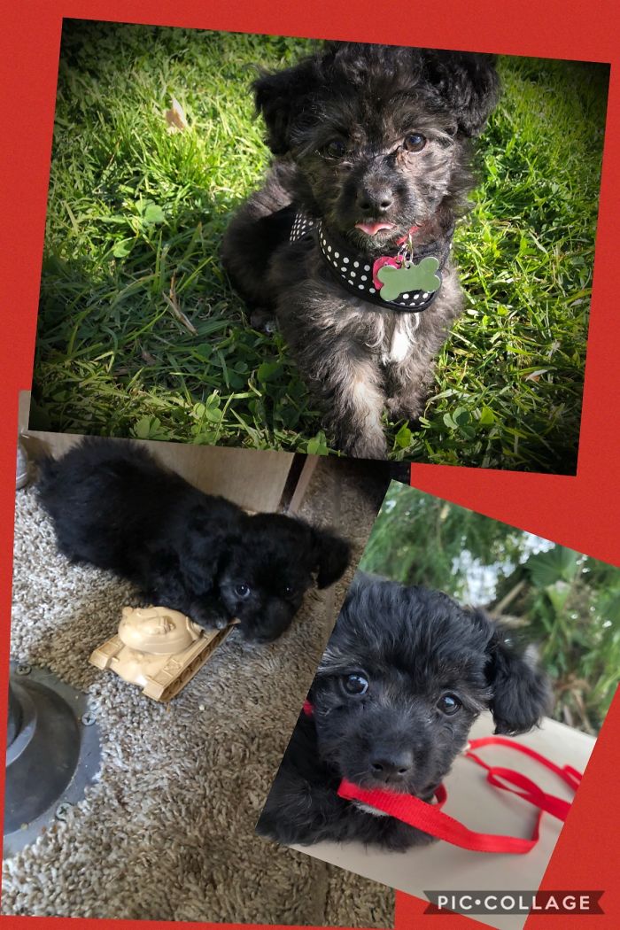 Hey Pandas, Share The Cutest Pic Of Your Doggo When It Was Still A Pupper (Closed) Hey Pandas, Share The Cutest Pic Of Your Doggo When It Was Still A Pupper (Closed)