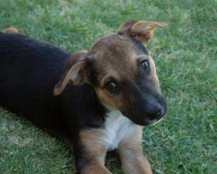 Hey Pandas, Share The Cutest Pic Of Your Doggo When It Was Still A Pupper (Closed) Hey Pandas, Share The Cutest Pic Of Your Doggo When It Was Still A Pupper (Closed)