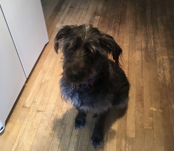 Hey Pandas, Share The Cutest Pic Of Your Doggo When It Was Still A Pupper (Closed)