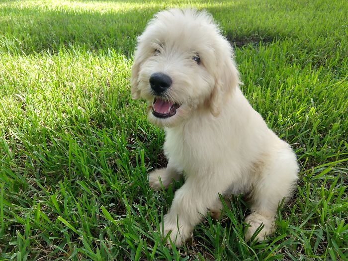 Hey Pandas, Share The Cutest Pic Of Your Doggo When It Was Still A Pupper (Closed) Hey Pandas, Share The Cutest Pic Of Your Doggo When It Was Still A Pupper (Closed)