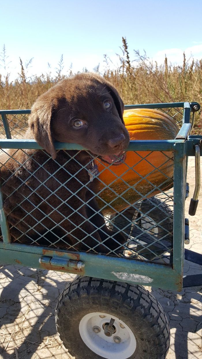 Hey Pandas, Share The Cutest Pic Of Your Doggo When It Was Still A Pupper (Closed) Hey Pandas, Share The Cutest Pic Of Your Doggo When It Was Still A Pupper (Closed)