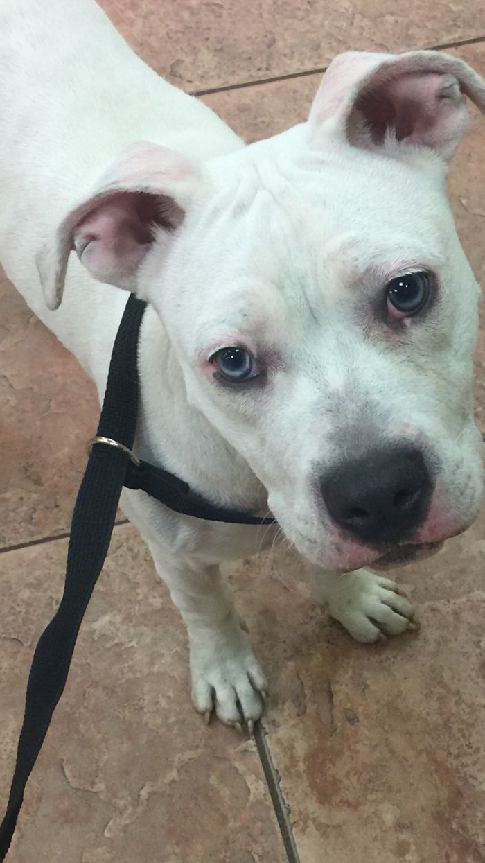 Hey Pandas, Share The Cutest Pic Of Your Doggo When It Was Still A Pupper (Closed) Hey Pandas, Share The Cutest Pic Of Your Doggo When It Was Still A Pupper (Closed)