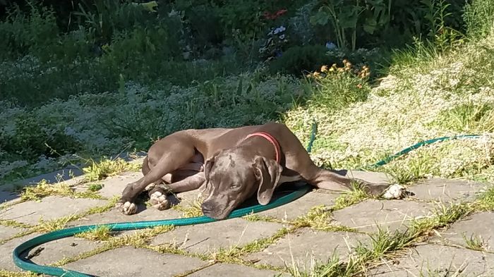 Hey Pandas, Share The Cutest Pic Of Your Doggo When It Was Still A Pupper (Closed) Hey Pandas, Share The Cutest Pic Of Your Doggo When It Was Still A Pupper (Closed)