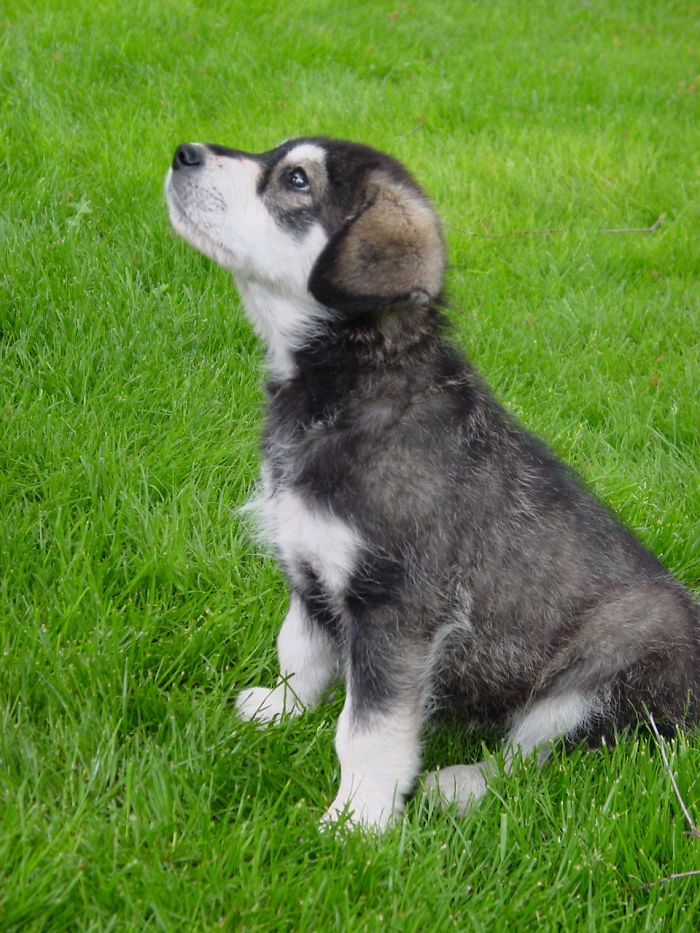 Hey Pandas, Share The Cutest Pic Of Your Doggo When It Was Still A Pupper (Closed) Hey Pandas, Share The Cutest Pic Of Your Doggo When It Was Still A Pupper (Closed)