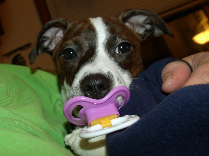 Hey Pandas, Share The Cutest Pic Of Your Doggo When It Was Still A Pupper (Closed) Hey Pandas, Share The Cutest Pic Of Your Doggo When It Was Still A Pupper (Closed)