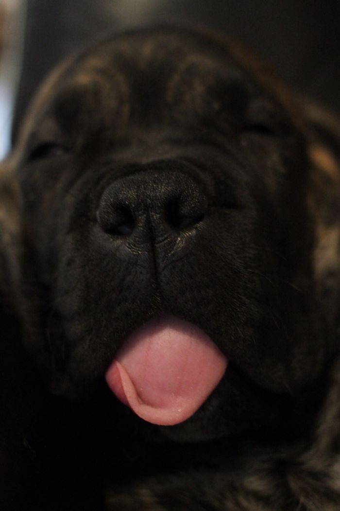 Hey Pandas, Share The Cutest Pic Of Your Doggo When It Was Still A Pupper (Closed) Hey Pandas, Share The Cutest Pic Of Your Doggo When It Was Still A Pupper (Closed)