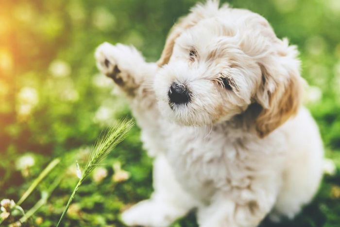 Hey Pandas, Share The Cutest Pic Of Your Doggo When It Was Still A Pupper (Closed) Hey Pandas, Share The Cutest Pic Of Your Doggo When It Was Still A Pupper (Closed)