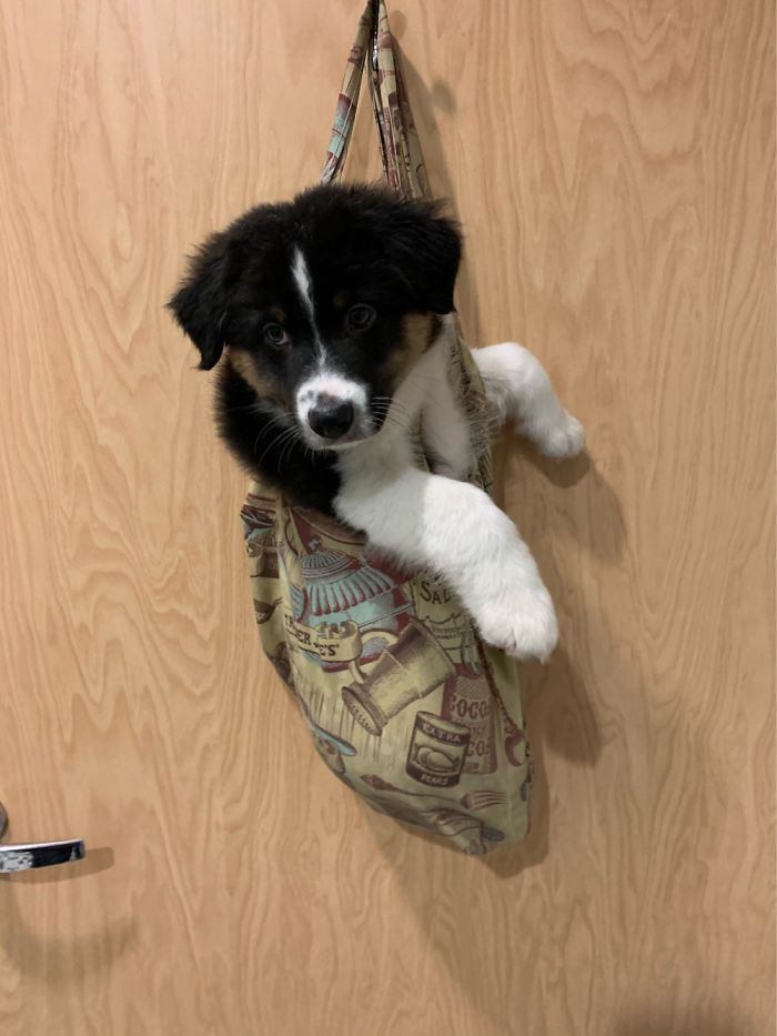 Hey Pandas, Share The Cutest Pic Of Your Doggo When It Was Still A Pupper (Closed) Hey Pandas, Share The Cutest Pic Of Your Doggo When It Was Still A Pupper (Closed)