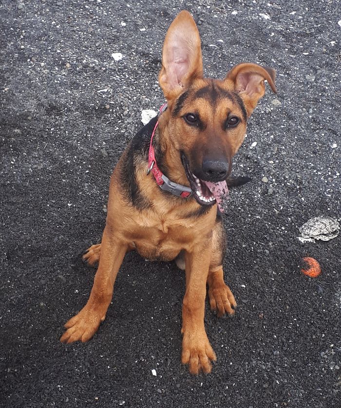 Hey Pandas, Share The Cutest Pic Of Your Doggo When It Was Still A Pupper (Closed) Hey Pandas, Share The Cutest Pic Of Your Doggo When It Was Still A Pupper (Closed)