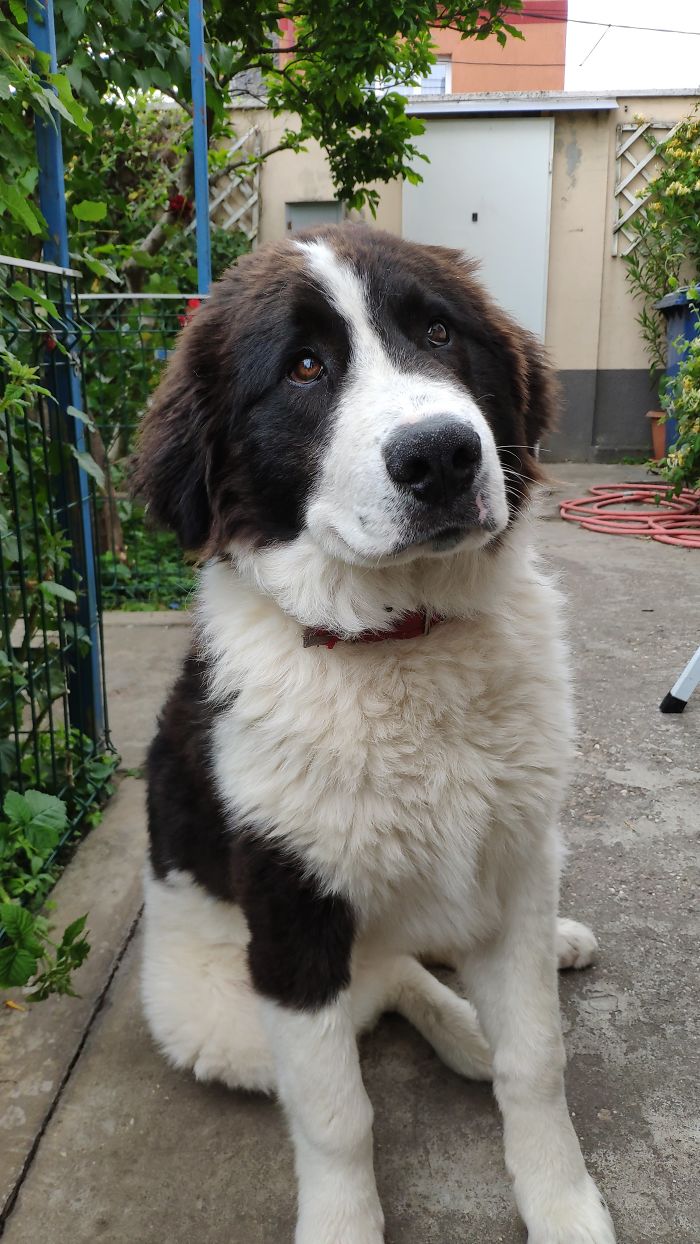 Hey Pandas, Share The Cutest Pic Of Your Doggo When It Was Still A Pupper (Closed) Hey Pandas, Share The Cutest Pic Of Your Doggo When It Was Still A Pupper (Closed)