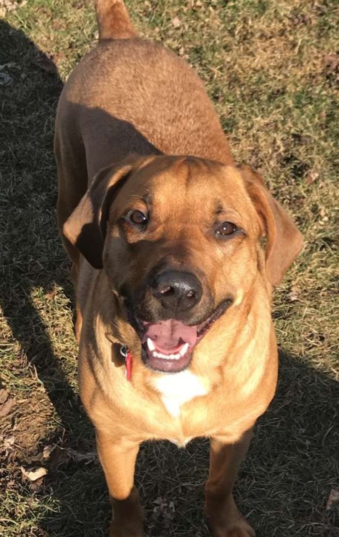 Hey Pandas, Share The Cutest Pic Of Your Doggo When It Was Still A Pupper (Closed) Hey Pandas, Share The Cutest Pic Of Your Doggo When It Was Still A Pupper (Closed)