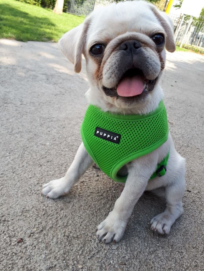 Hey Pandas, Share The Cutest Pic Of Your Doggo When It Was Still A Pupper (Closed) Hey Pandas, Share The Cutest Pic Of Your Doggo When It Was Still A Pupper (Closed)