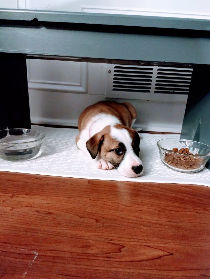 Hey Pandas, Share The Cutest Pic Of Your Doggo When It Was Still A Pupper (Closed) Hey Pandas, Share The Cutest Pic Of Your Doggo When It Was Still A Pupper (Closed)