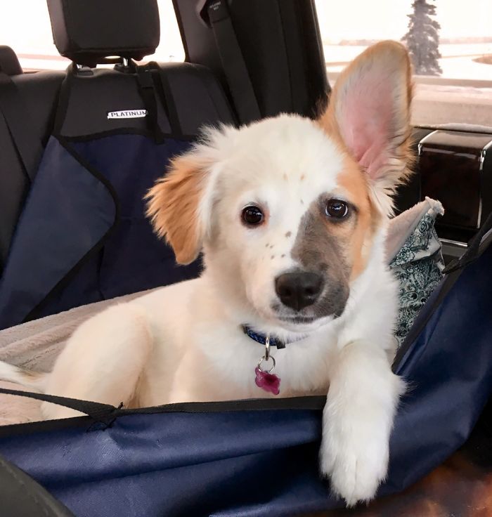 Hey Pandas, Share The Cutest Pic Of Your Doggo When It Was Still A Pupper (Closed) Hey Pandas, Share The Cutest Pic Of Your Doggo When It Was Still A Pupper (Closed)