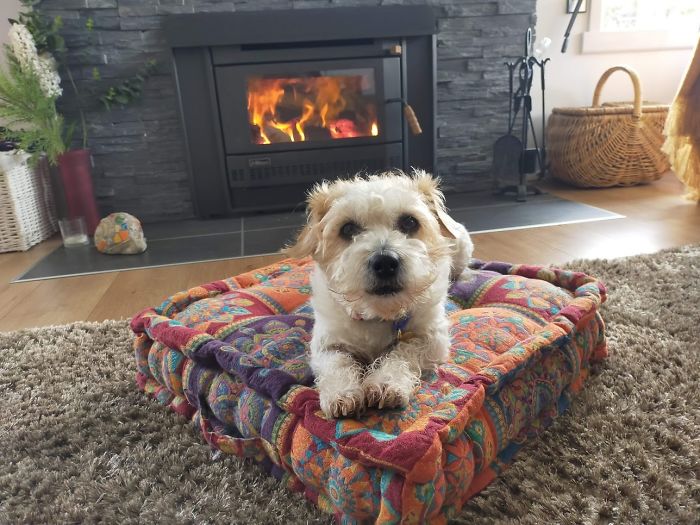 Hey Pandas, Share The Cutest Pic Of Your Doggo When It Was Still A Pupper (Closed) Hey Pandas, Share The Cutest Pic Of Your Doggo When It Was Still A Pupper (Closed)