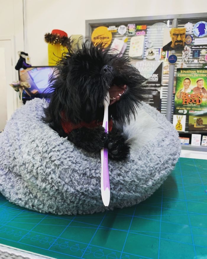 Hey Pandas, Share The Cutest Pic Of Your Doggo When It Was Still A Pupper (Closed) Hey Pandas, Share The Cutest Pic Of Your Doggo When It Was Still A Pupper (Closed)