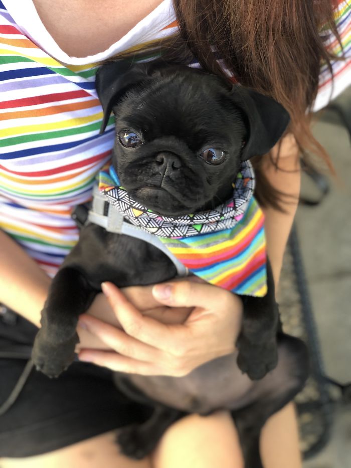 Hey Pandas, Share The Cutest Pic Of Your Doggo When It Was Still A Pupper (Closed) Hey Pandas, Share The Cutest Pic Of Your Doggo When It Was Still A Pupper (Closed)