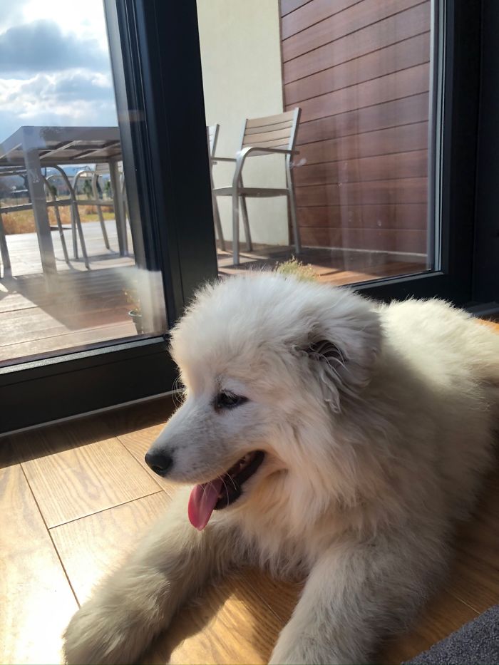 Hey Pandas, Share The Cutest Pic Of Your Doggo When It Was Still A Pupper (Closed) Hey Pandas, Share The Cutest Pic Of Your Doggo When It Was Still A Pupper (Closed)