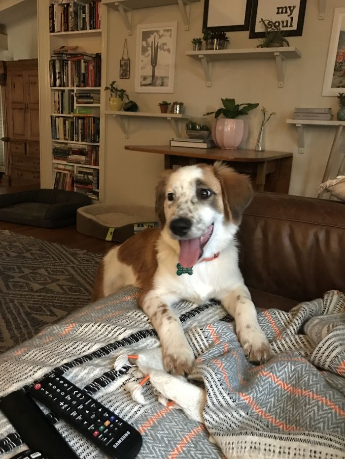 Hey Pandas, Share The Cutest Pic Of Your Doggo When It Was Still A Pupper (Closed) Hey Pandas, Share The Cutest Pic Of Your Doggo When It Was Still A Pupper (Closed)