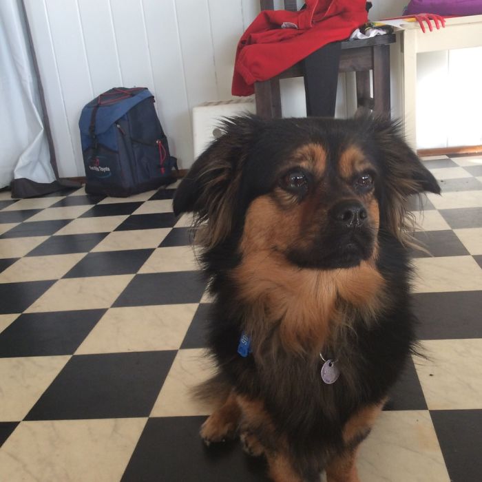 Hey Pandas, Share The Cutest Pic Of Your Doggo When It Was Still A Pupper (Closed) Hey Pandas, Share The Cutest Pic Of Your Doggo When It Was Still A Pupper (Closed)