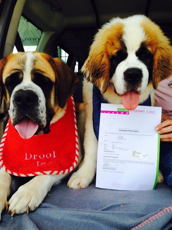 Hey Pandas, Share The Cutest Pic Of Your Doggo When It Was Still A Pupper (Closed) Hey Pandas, Share The Cutest Pic Of Your Doggo When It Was Still A Pupper (Closed)