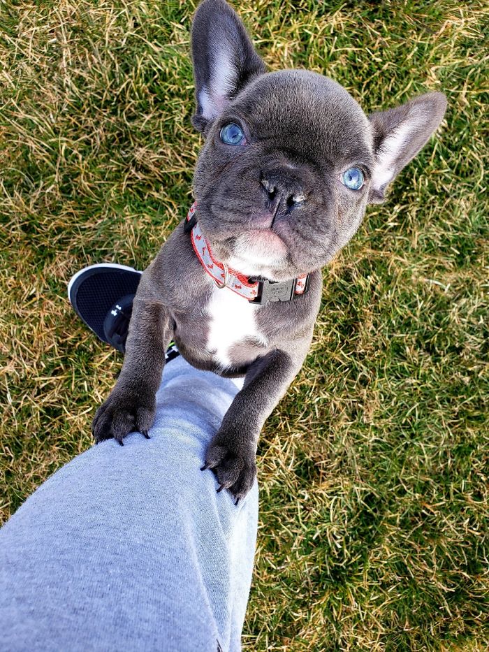 Hey Pandas, Share The Cutest Pic Of Your Doggo When It Was Still A Pupper (Closed) Hey Pandas, Share The Cutest Pic Of Your Doggo When It Was Still A Pupper (Closed)