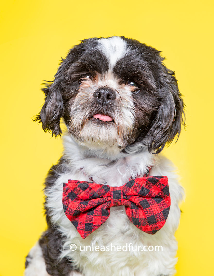 I Volunteer To Take Photos Of Shelter Dogs To Help Them Get Adopted, Here Are 30 Of My Quirky Pics I Volunteer To Take Photos Of Shelter Dogs To Help Them Get Adopted, Here Are 30 Of My Quirky Pics