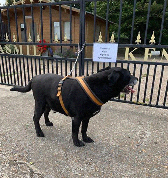 “I Haven’t Learnt To Be Good”: People Find An Abandoned Elderly Labrador With A Note “I Haven’t Learnt To Be Good”: People Find An Abandoned Elderly Labrador With A Note