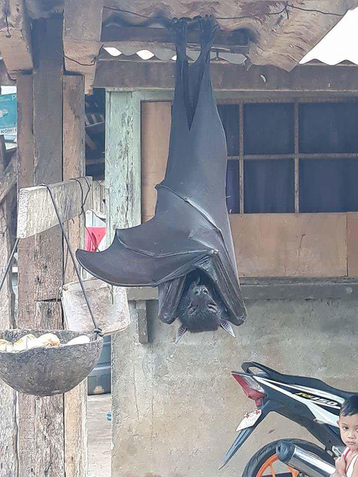 People Are Horrified Over This Enormous ‘Human-Sized’ Bat People Are Horrified Over This Enormous ‘Human-Sized’ Bat