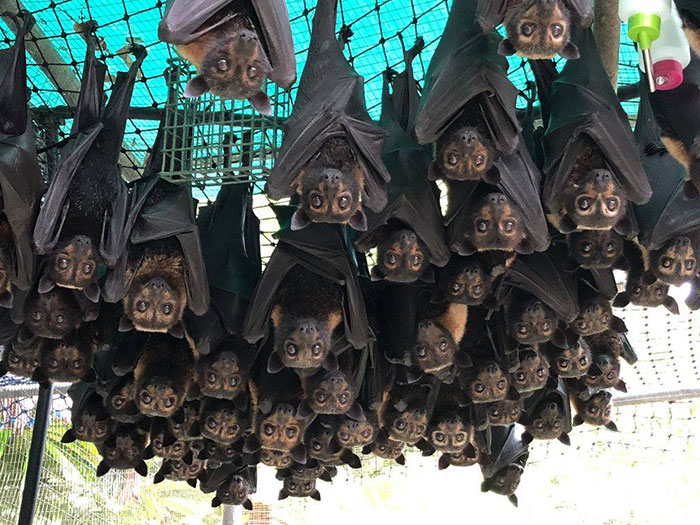 People Are Horrified Over This Enormous ‘Human-Sized’ Bat People Are Horrified Over This Enormous ‘Human-Sized’ Bat