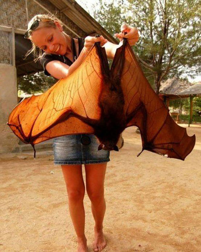 People Are Horrified Over This Enormous ‘Human-Sized’ Bat People Are Horrified Over This Enormous ‘Human-Sized’ Bat