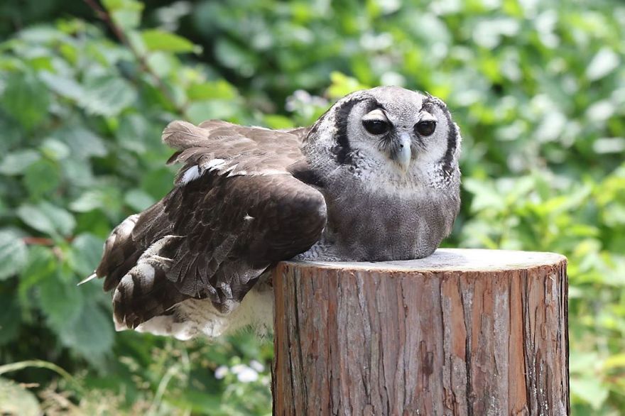 An Owl Named Calula ‘Hugs’ A Log And Leaves The Internet Wondering Why An Owl Named Calula ‘Hugs’ A Log And Leaves The Internet Wondering Why