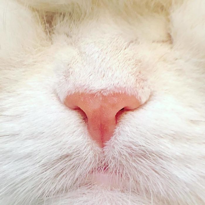 Blind Persian Cat Gets A Second Chance In Life After Being Rescued From A Dirty Pet Shop Where She Lost Her Sight Blind Persian Cat Gets A Second Chance In Life After Being Rescued From A Dirty Pet Shop Where She Lost Her Sight